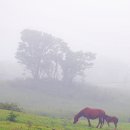 평화목장 이미지