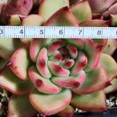 그린썬 <b>고혼진</b> 외