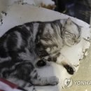 CATS TIME CAFE 연합뉴스
