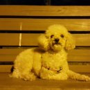 까까보개 이미지