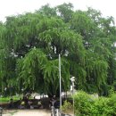 인천 장수동 은행나무(800년) 이미지