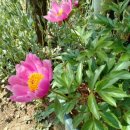 금리마을펜션 이미지