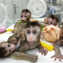 자폐증 모델 원숭이도 뚝딱…팔방미인 유전자 가위 ‘진화’ 이미지