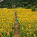 해바라기 애견 이미지