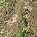 밤곶이 놀자 숲놀이터 이미지