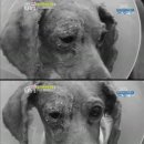 안녕 멍멍아 이미지