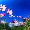 코스모스 이미지