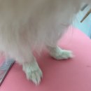 반짝일개 이미지