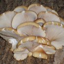 자연산 느타리버섯 [굴버섯, Oyster mushroom (Pleurotus ostreatus)] 이미지