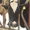 영광목장 이미지