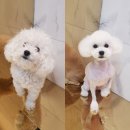 바비숑펫살롱 이미지