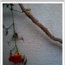 담벼락식당 이미지