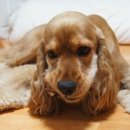 쉐프의 수제간식 이미지