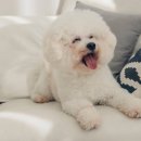 행복한강아지 이미지