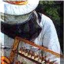 RoyalJelly 이미지