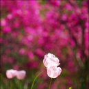 미소정원 이미지