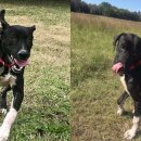 나누리펫 이미지