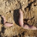 우리주말농원식당 이미지