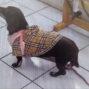 속초동물의료센터 이미지