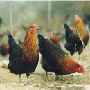 우리집토종닭 이미지