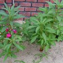 야로시장 이미지