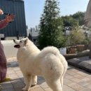 사랑할개 이미지