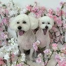 비주얼펫살롱 이미지