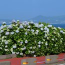 종달리수국길 이미지