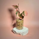 알로카시아 | 알로카시아 분갈이 후기, 모가토 사용 후 뿌리 회복 변화