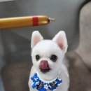 까까보개 이미지