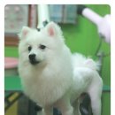 하쿠애견샵 이미지