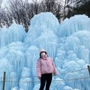 알프스애견 이미지