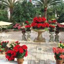 &#34;앞으로 딱 2달만 볼 수 있어요&#34;... 포인세티아·난초 군락이 펼쳐진 이색 겨울 정원 이미지