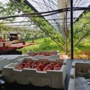 회동농장 이미지