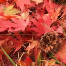 참좋은이웃 이미지