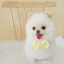 시크펫 그루밍 이미지