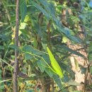 경안천습지생태공원 이미지