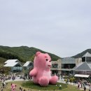 핑크벨리 이미지