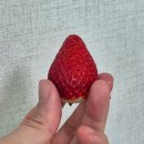 금실농장 | 논산 금실딸기 선물용과일 추천 고당도 딸기하나 솔직 후기
