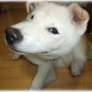 명품애견 이미지