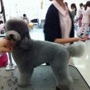 핑코애견 이미지