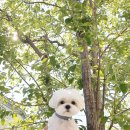 펫뷰티샵 페이보릿 이미지