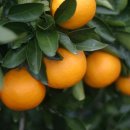 말밭농장 이미지