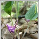 들꽃농장 이미지