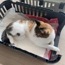 오룡 동물병원 | 남악 오룡동물병원, 11개월 암컷 고양이 중성화 수술 후기