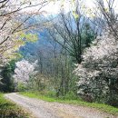 운문골마실길 이미지