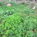 안보1리 이미지