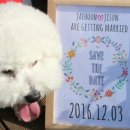 세이브더데이트(Save The Date) 이미지