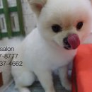 Pet salon 이미지