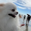 벨라씨모 | 2박 3일 영종도데이트 기록 장거리연애 커플의 애견동반 일상